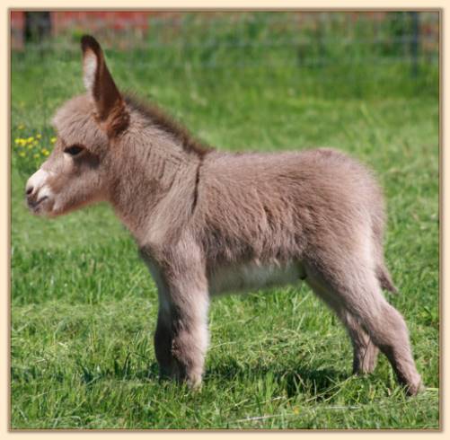 HHAA Pinkie  Swear a.k.a. Cuss