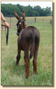 Click photo  of miniature donkey to enlarge image