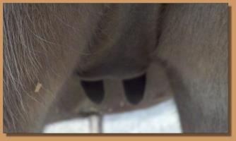 Ebony's teats on 10-03-10