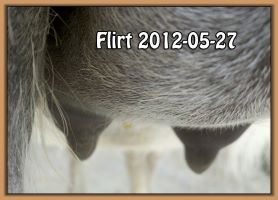Flirt 2012-05-27