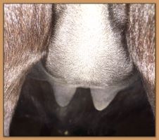 hotos of miniature donkeys close to foaling.