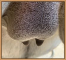 Photos of Lady's bag and teats before foaling.