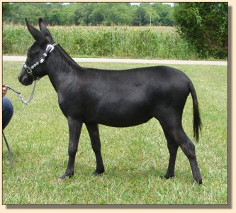 Itsy Bitsy Stardance