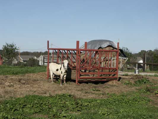 Half Ass Acres Miniature Donkey Farm New Turn Out Shed