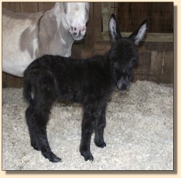 Half Ass Acres Dire Straight