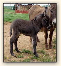 Half Ass Acres Perrydise