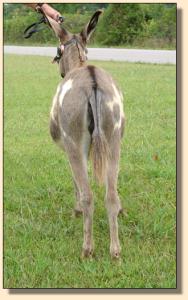 Crooked Creek's Sharah