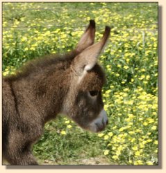 Half Ass Acres She Bangs