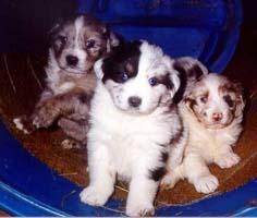 Australian Shepherd from Peters Austrailian Shepherd Dog & Pup Kennel (2974 bytes)