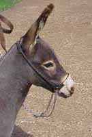 Miniature Donkey Cinderhetta